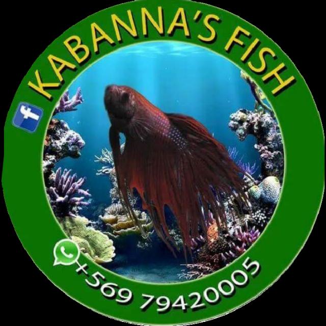 Kabanna fish